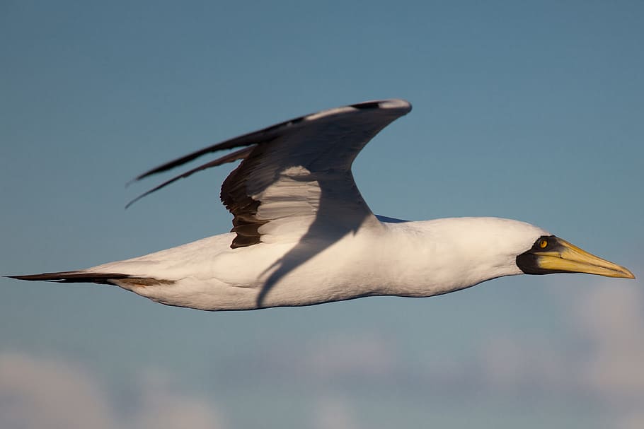 flying bird, booby, animal, atlantic ocean, animals in the wild HD wallpaper