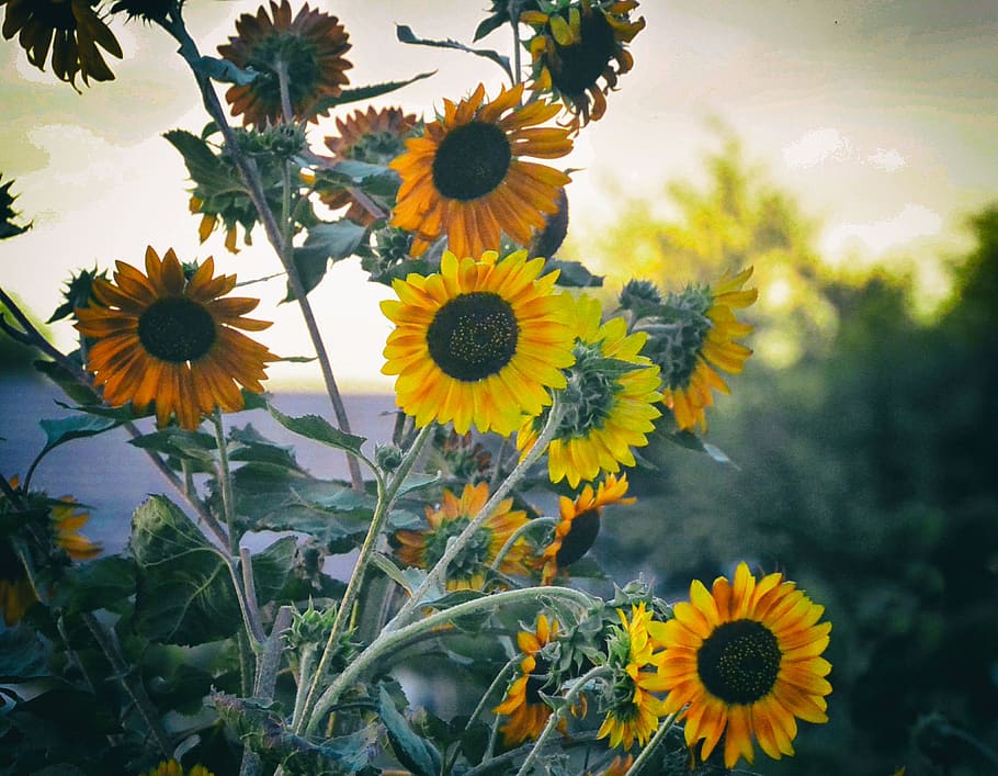 united states, gilbert, flower, flowering plant, freshness HD wallpaper