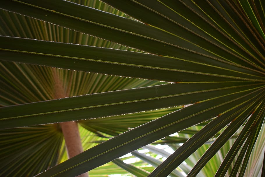 palm, pattern, green, fronds, tropical, leaf, tree, plant, foliage HD wallpaper