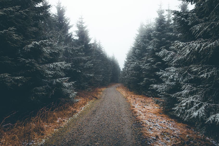 tree, wald, nebel, mood, hiking, outdoor, nature, frost, cold HD wallpaper