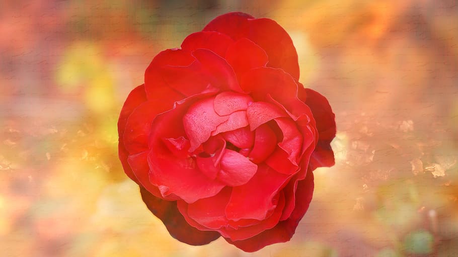 rose, nature, red, fresh, freshness, flower, flowering plant HD wallpaper
