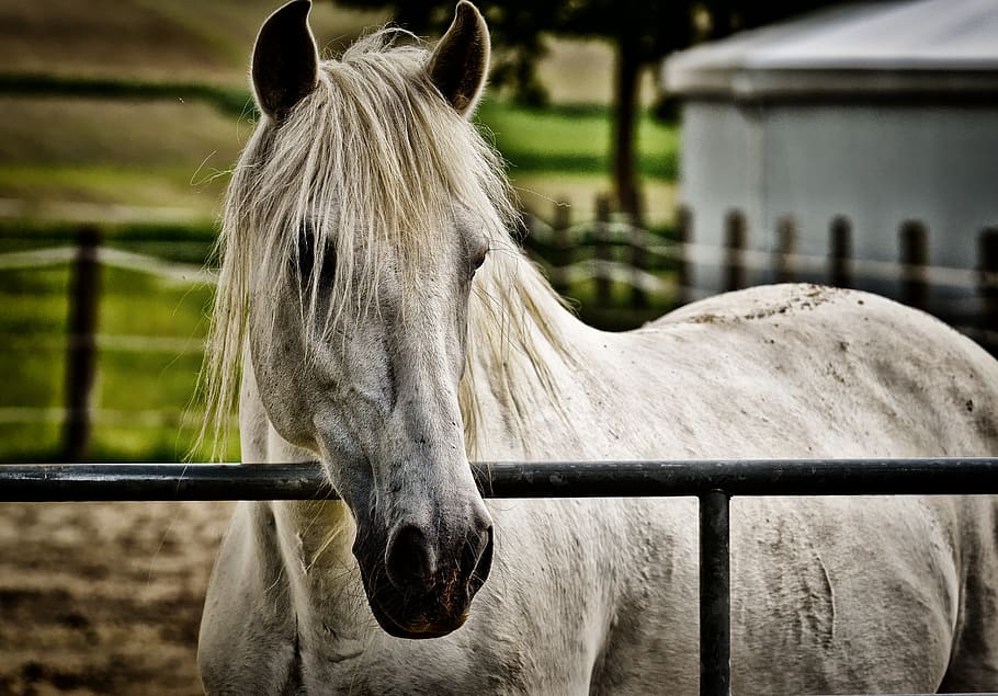 mold, horse, coupling, pasture, white, animal, nature, stall HD wallpaper