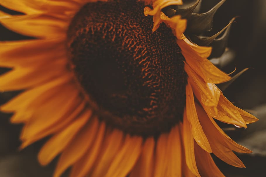 Close-up Photo of Sunflower in Bloom, beautiful, blooming, blossom HD wallpaper