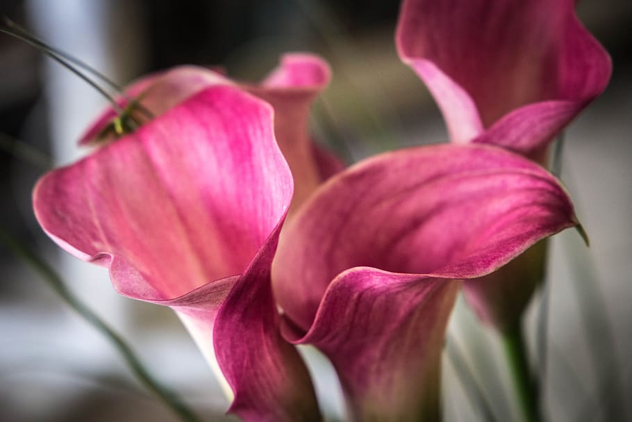 arum, flower, nature, botany, green, plants, petal, floral HD wallpaper