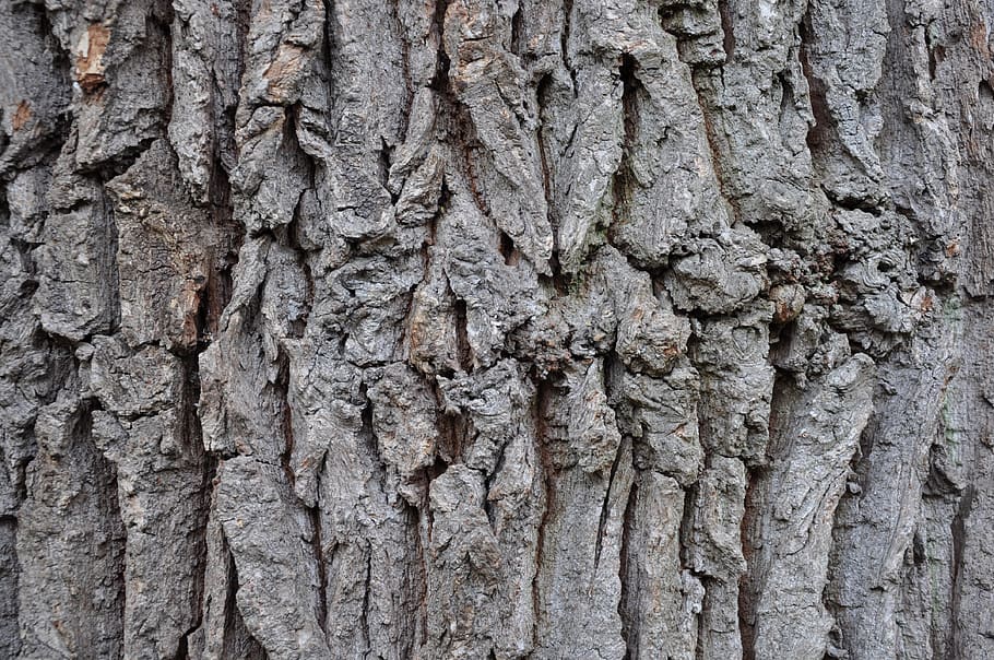 oak, bark, tribe, wood, log, nature, full frame, backgrounds HD wallpaper