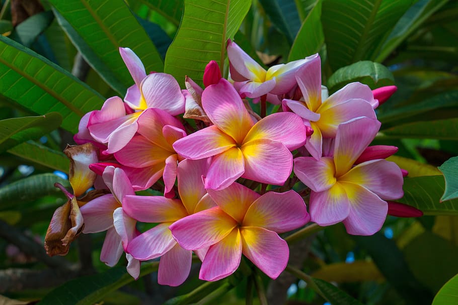 pink, yellow, spring, flowers, blossom, bloom, summer, flora HD wallpaper