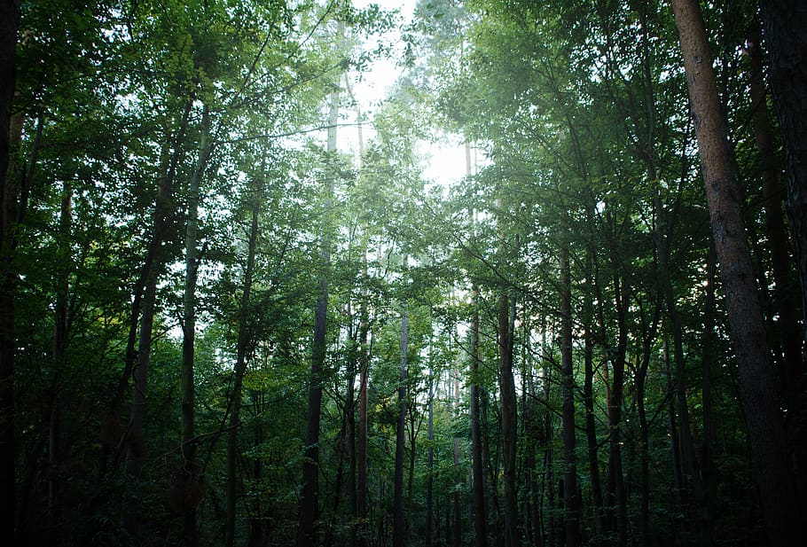 germany, hesse, trees, forest, green, leaves +, plant, land HD wallpaper