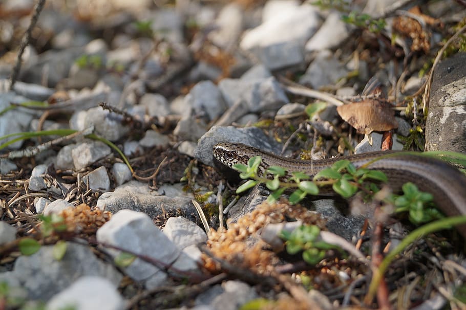 slow worm, lizard, reptile, nature, animal, animal world, earth, HD wallpaper