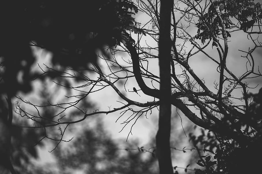 Grayscale Photography of Bare Tree, 4k wallpaper, black-and-white, HD wallpaper