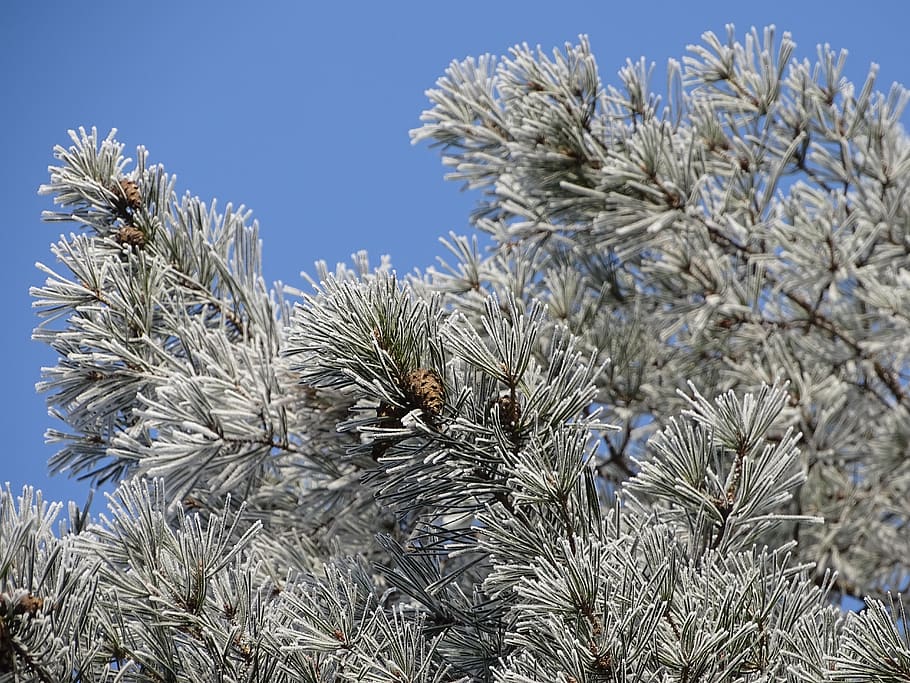 winter, forest, nature, snowy, icing, trees, white, cold, plant HD wallpaper