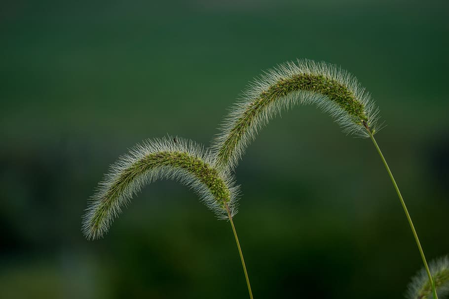 macro, sony, close shot, trees, forest, green, grass, plant HD wallpaper