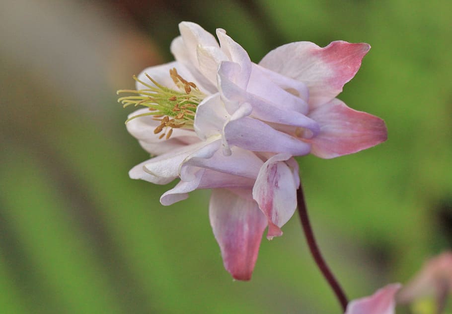 flower, nature, fresh, freshness, beauty, flowering plant, beauty in nature HD wallpaper