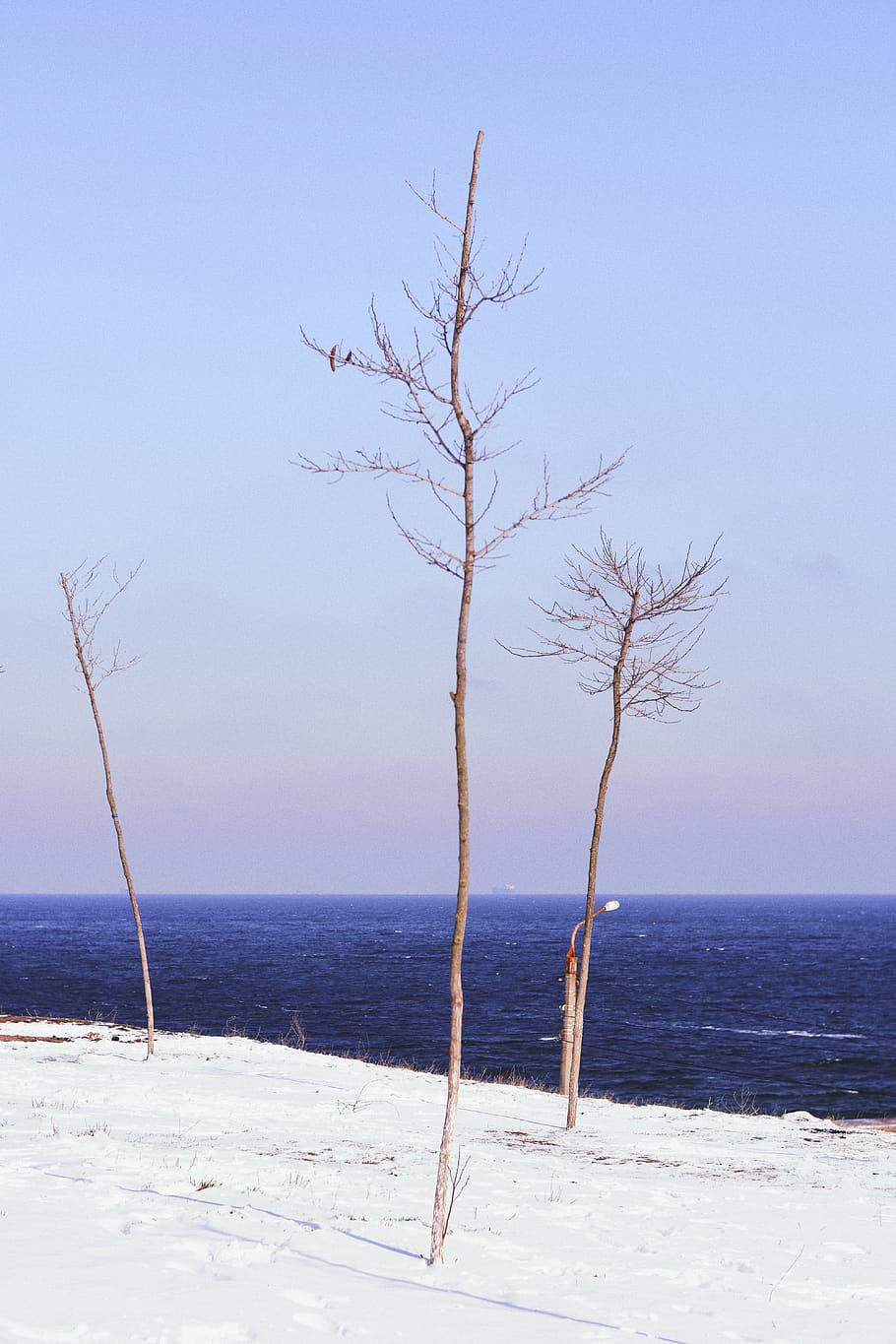sea, water, snow, tree, nature, landscape, background, vsco HD wallpaper