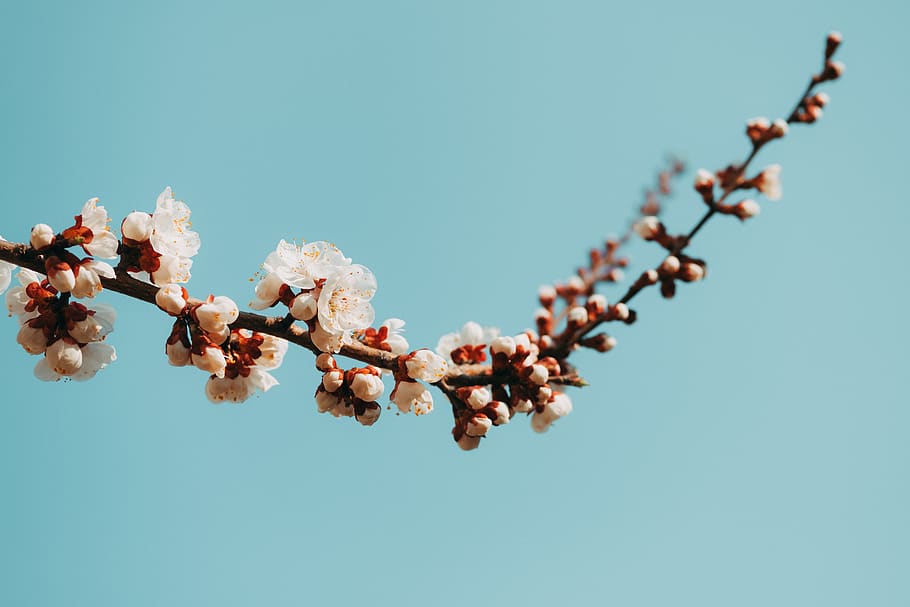 white petaled flower, plant, fragility, freshness, flowering plant HD wallpaper
