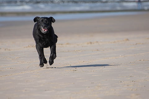 labrador, beach, dunes, racing, dog, sea, animal, pet, sand HD wallpaper