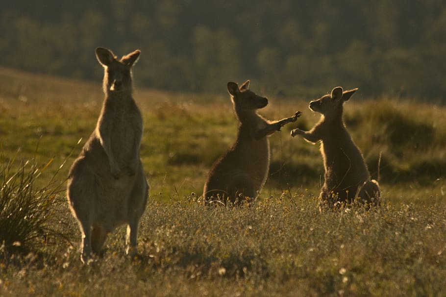 kangaroo, kangaroos, golden light, namadgi, national park, australia HD wallpaper