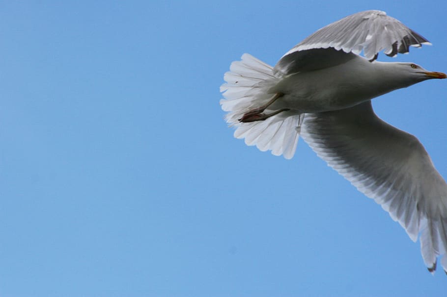 danmark, frederikssund, seagull, animal, animal wildlife, animal themes HD wallpaper