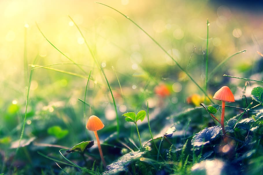 autumn, macro, meadow, mushrooms, close up, season, ground HD wallpaper
