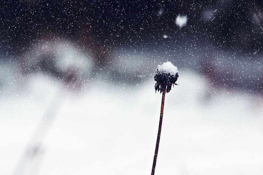 Withered Flower Cover With Snow, blur, close-up, cold, focus HD wallpaper