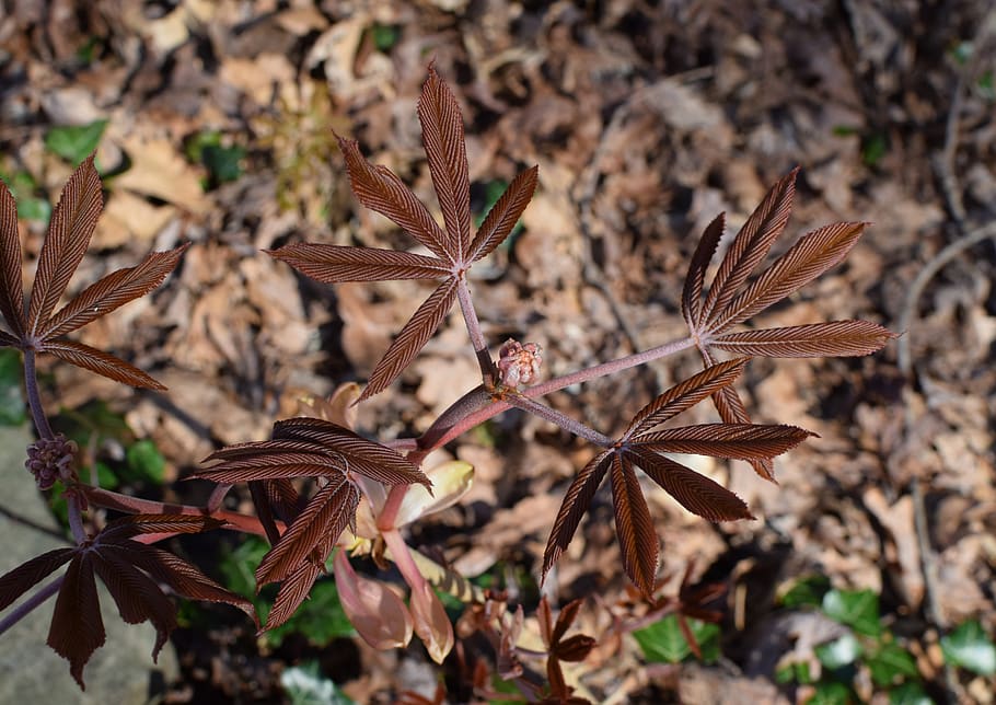 plant, leaf, ground, soil, animal, bird, vegetation, tree, flower, HD wallpaper