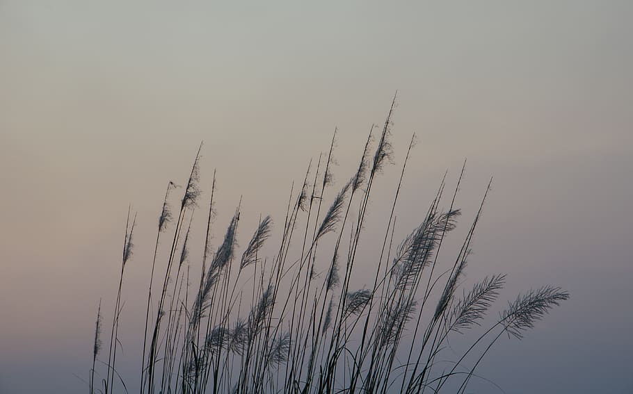 At tilpasse sig Zeal Formode HD wallpaper: silhouette of grasses, plant, lawn, reed, grey, nature, fog,  agropyron | Wallpaper Flare