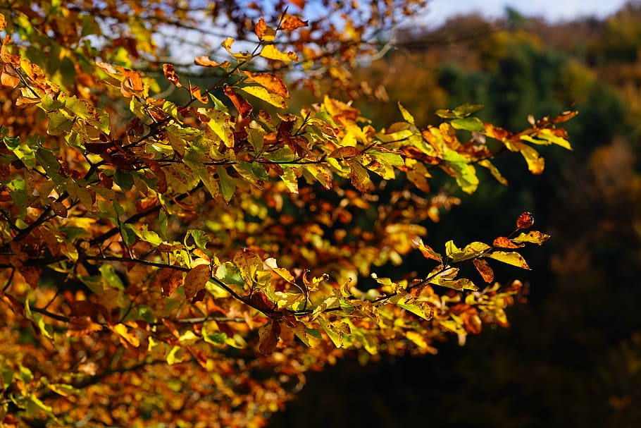 autumn, leaves, fall foliage, tree, autumn tree, autumn colours HD wallpaper
