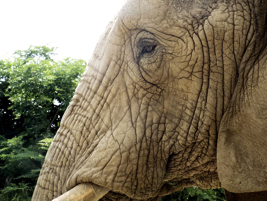 elephant, eye, mud, animal, nature, mammal, wildlife, wrinkles HD wallpaper