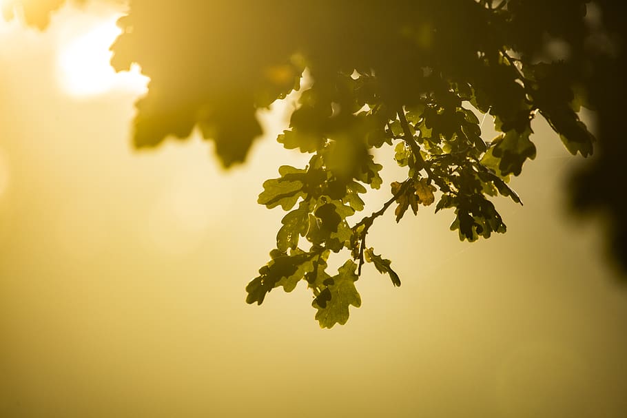 green leafed tree, plant, beauty in nature, growth, plant part HD wallpaper
