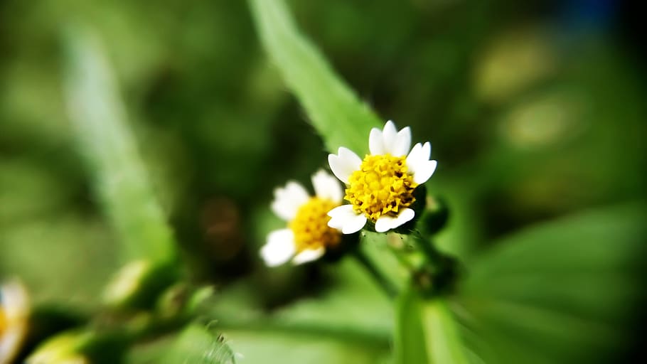 White Petaled Flower, beautiful, flora, flowers, macro, nature HD wallpaper