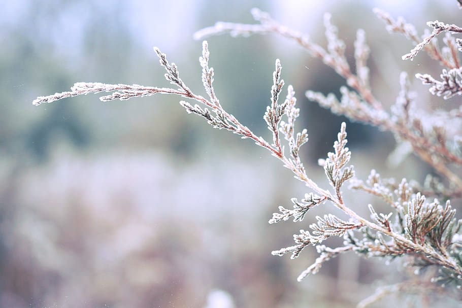 cold, frost, evergreen, tree, winter, cold temperature, plant HD wallpaper
