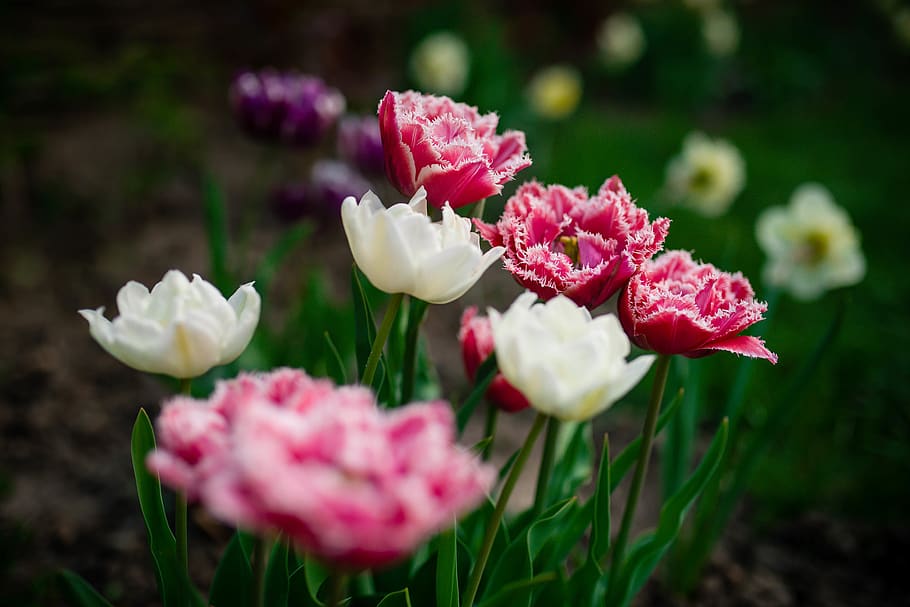 romania, flowers, garden, spring, tulips, flowering plant, freshness HD wallpaper