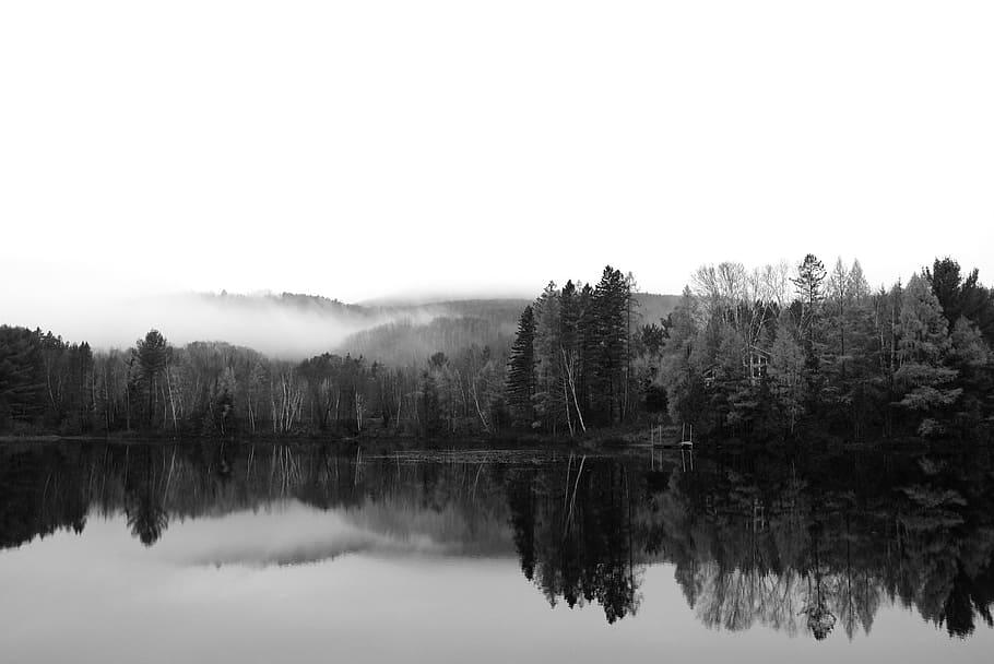 grayscale photography of trees near body of water, wood, cabin