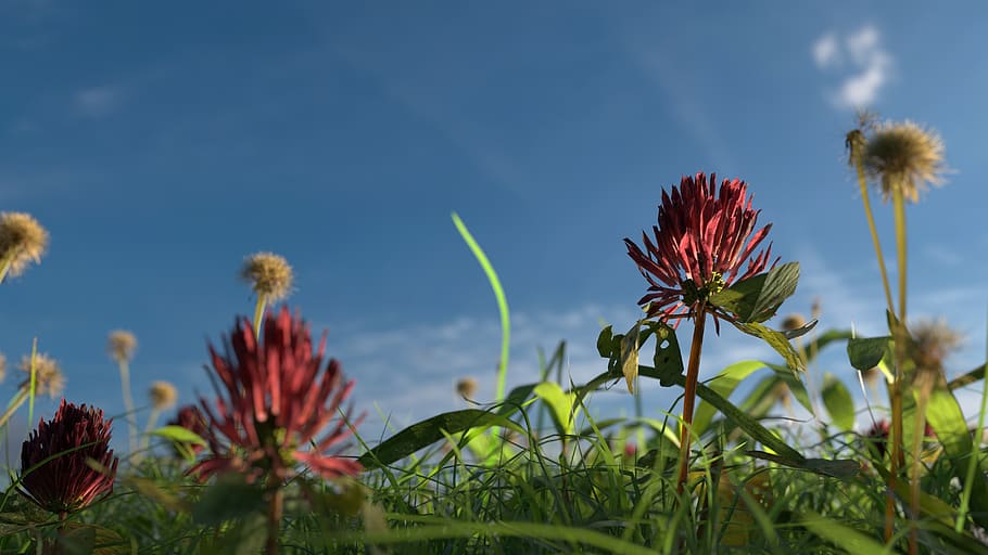 flowers, grass, klee, nature, meadow, plant, spring, summer HD wallpaper