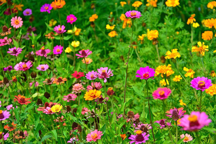 color, summer, summer flowers, colored syrian muslims, nature, HD wallpaper