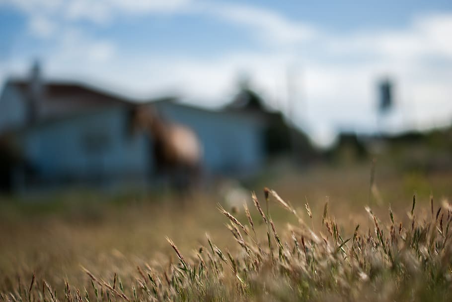 spain, vigo, wheat, bokeh, horse, field, land, plant, nature HD wallpaper