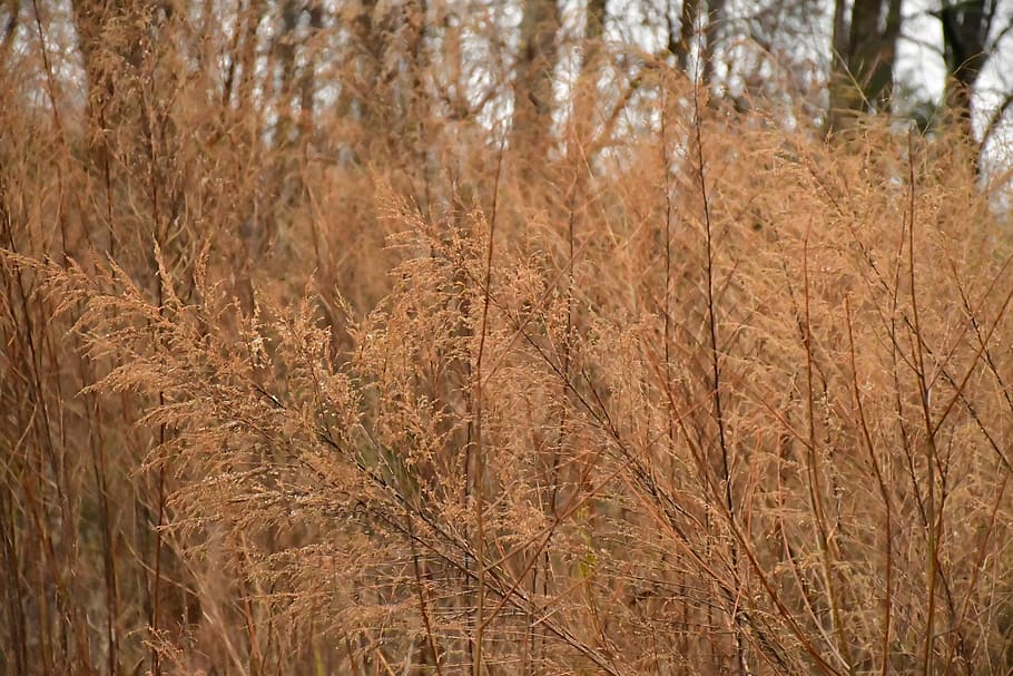 grass, plant, tree, lawn, vegetation, grain, produce, vegetable HD wallpaper