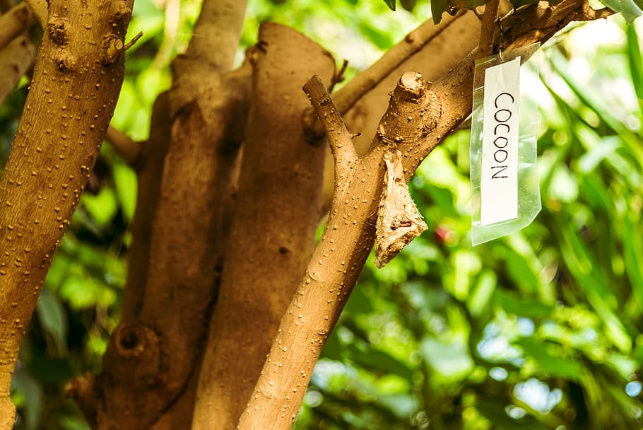 tree, butterfly, cocoon, sign, tropical, sunny, butterfly garden HD wallpaper