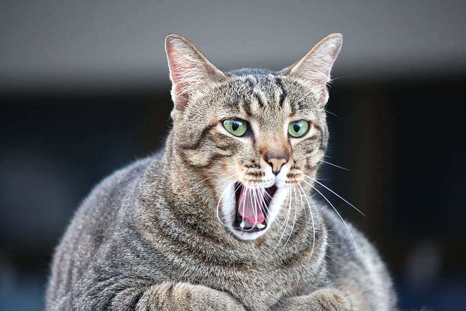 cat, fat cat, animals, yawn, pet, feline, mouth, yawning, kitty HD wallpaper