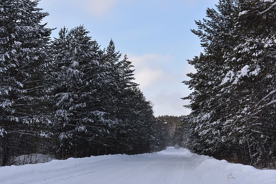 winter, snow, forest, road, pine, siberia, frost, cold, nature HD wallpaper