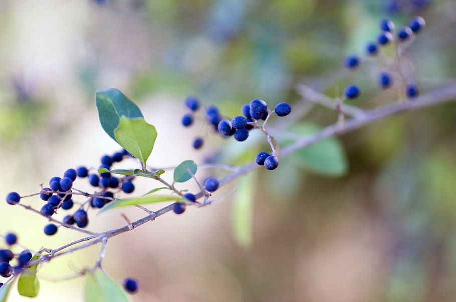 berries, plant, winter, fruit, growth, healthy eating, close-up HD wallpaper