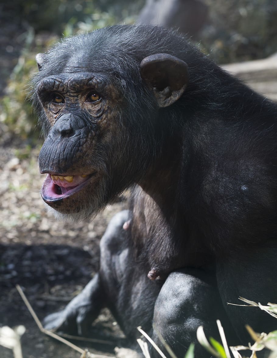 chimp, zoo, monkey, primate, ape, animal, chimpanzee, mammal HD wallpaper