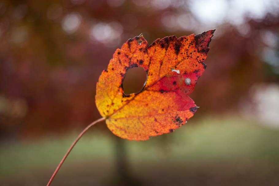 fall, leaf, leaves, orange, canon, plant part, autumn, close-up HD wallpaper