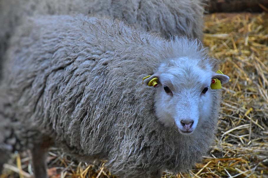 sheep, wool, cattle, agriculture, flock, mammal, farm, pasture HD wallpaper