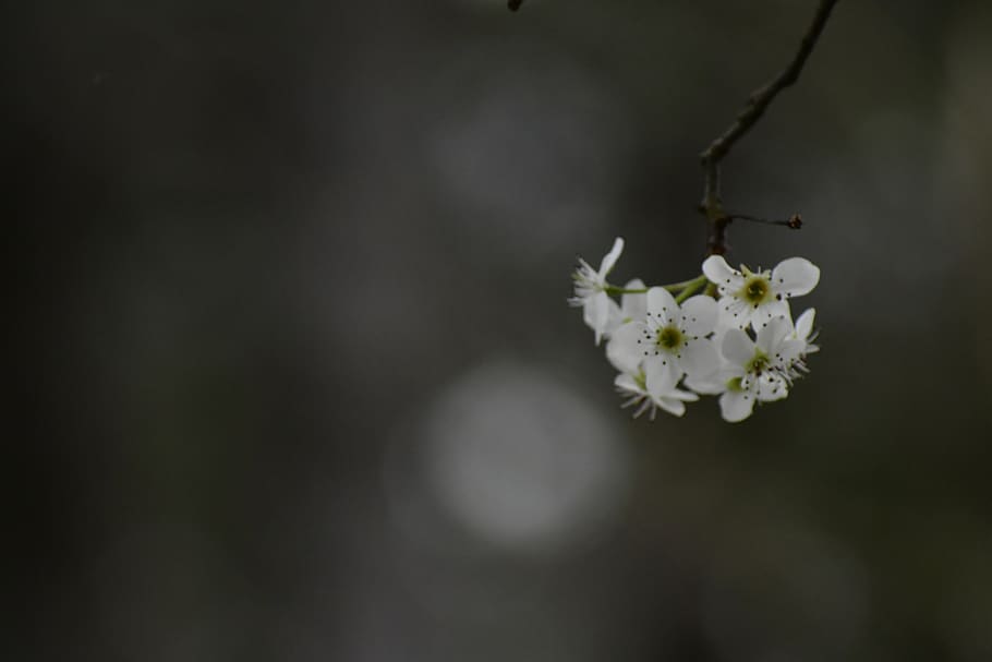 plant, flower, blossom, geranium, petal, cherry blossom, anemone HD wallpaper