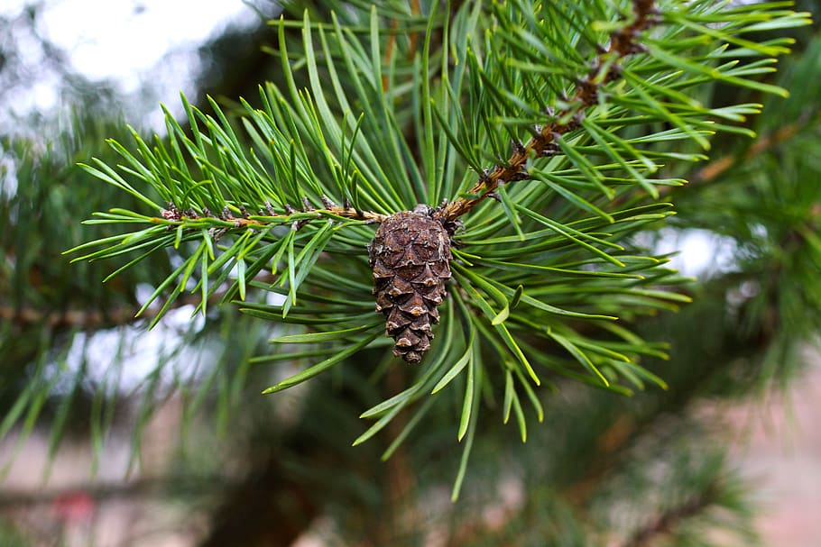 pine cones, pine needles, fir tree, conifer, kienapfel, tap HD wallpaper