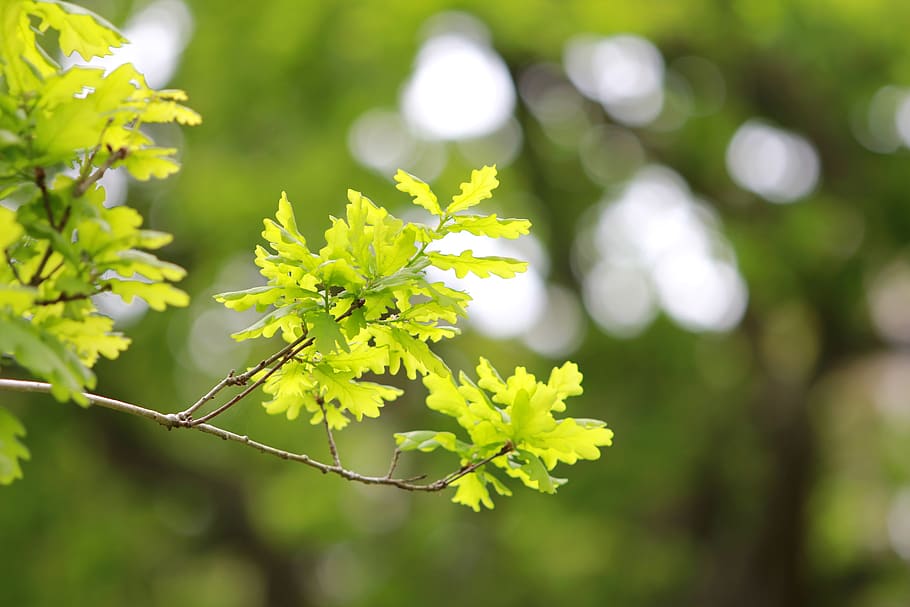 leaf, plant, tree, oak, green, maple, spring, trees, beginnings HD wallpaper