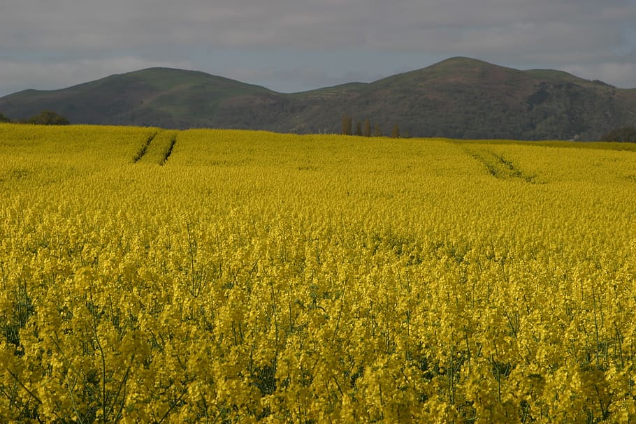 malvern hills, rape seed fields, worcestershire, yellow, landscape HD wallpaper