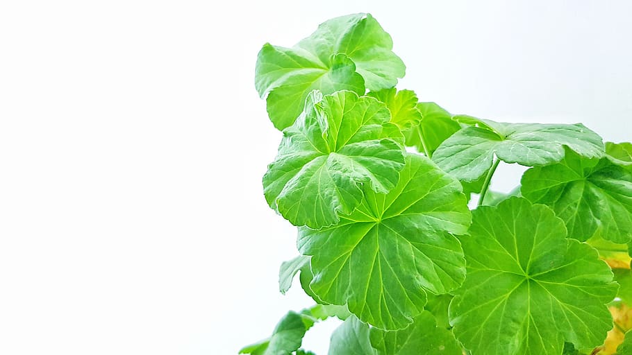 geranium, pelargonium, plant, flowers, colorful, balcony, green HD wallpaper