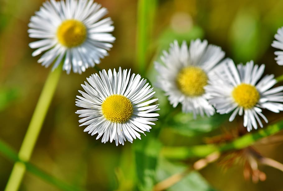 false chamomile, blossom, bloom, flower, plant, wild flowers HD wallpaper