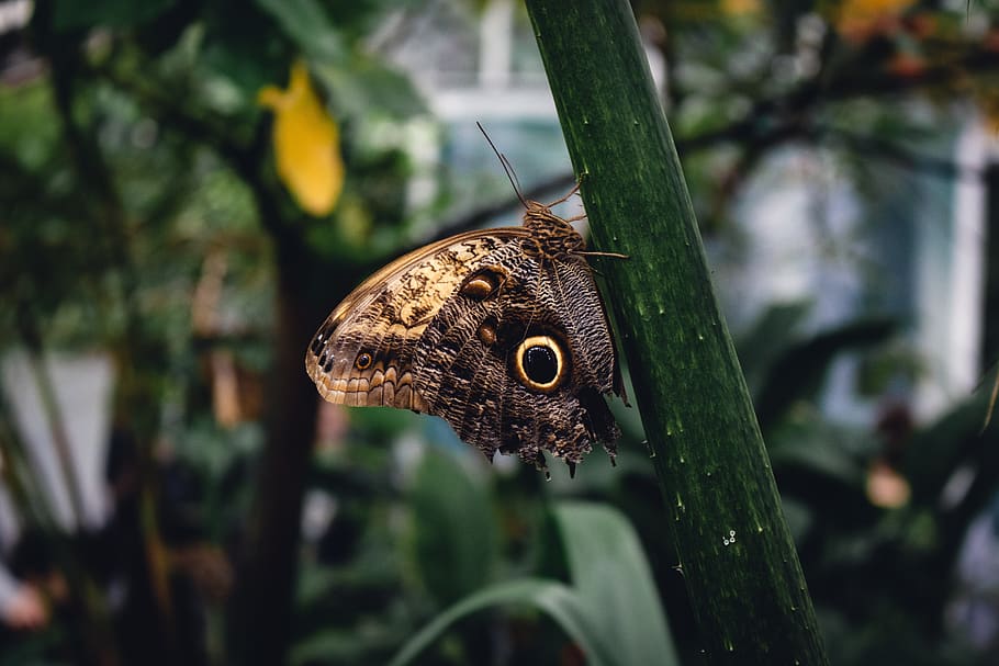 brown, butterfly, nature, insect, animal, green, tropical, leaves HD wallpaper